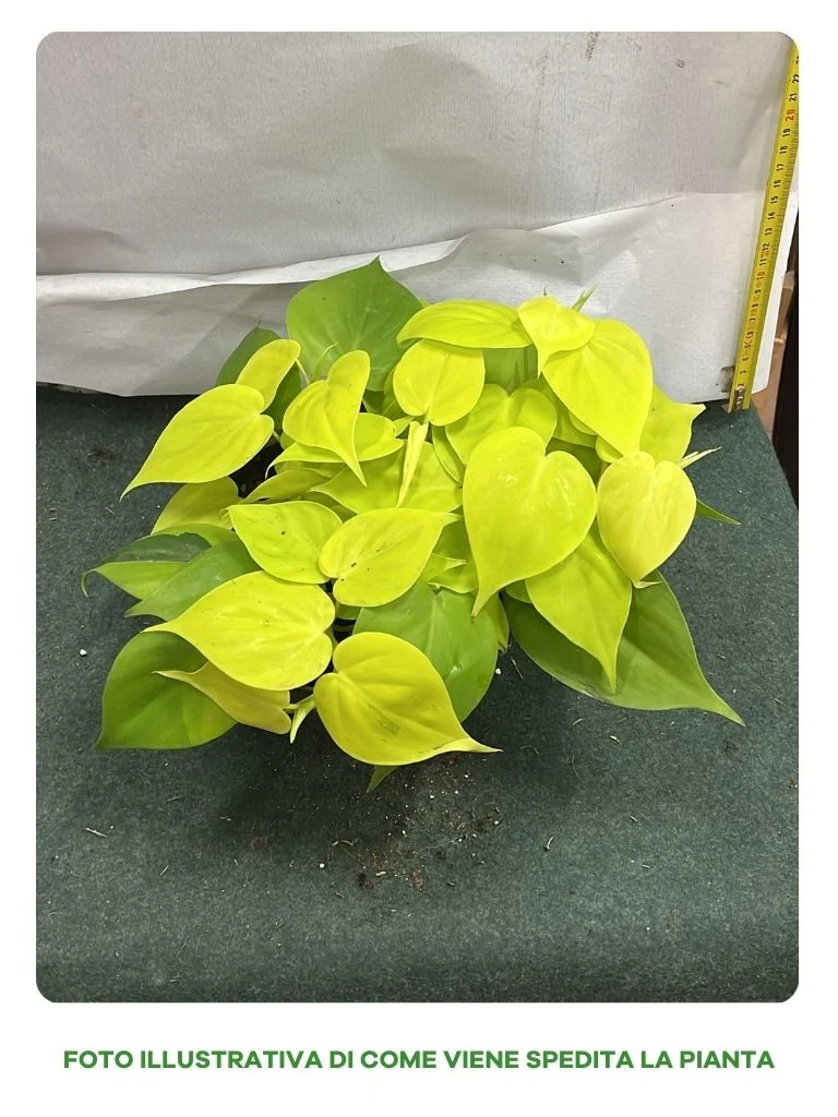 PHILODENDRON LEMON LIME IN CIOTOLA 17CM