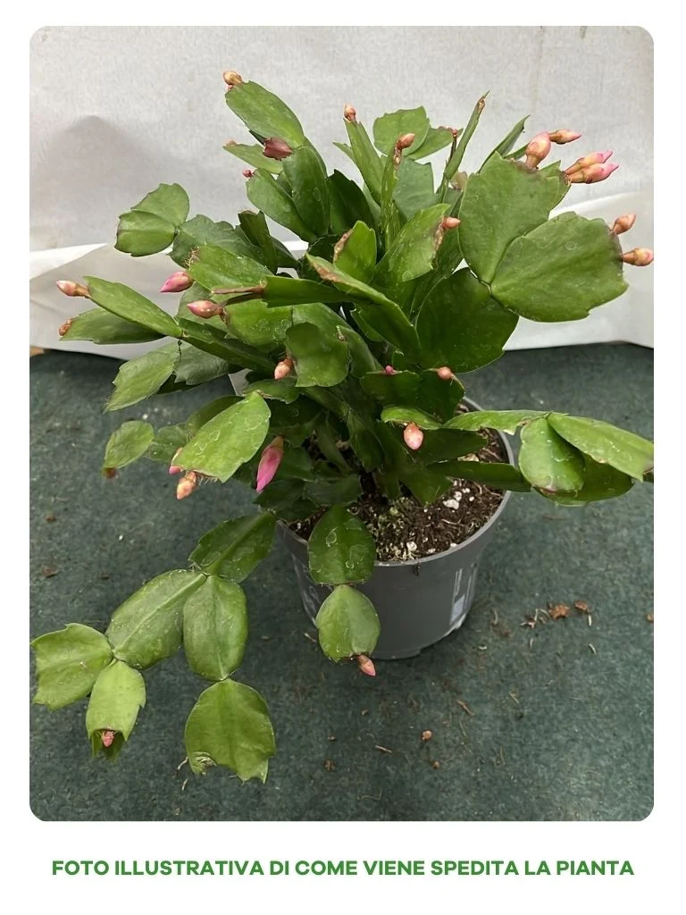SCHLUMBERGERA ROSA CACTUS DI NATALE IN VASO 13CM