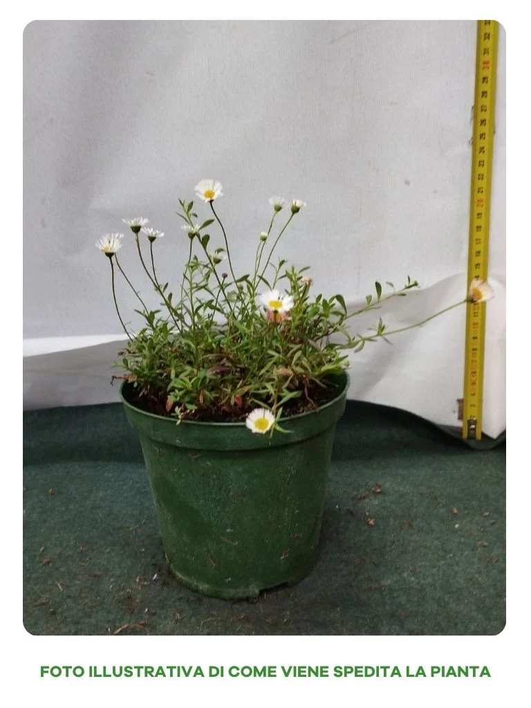 ERIGERON KARVINSKIANUS VASO 14CM