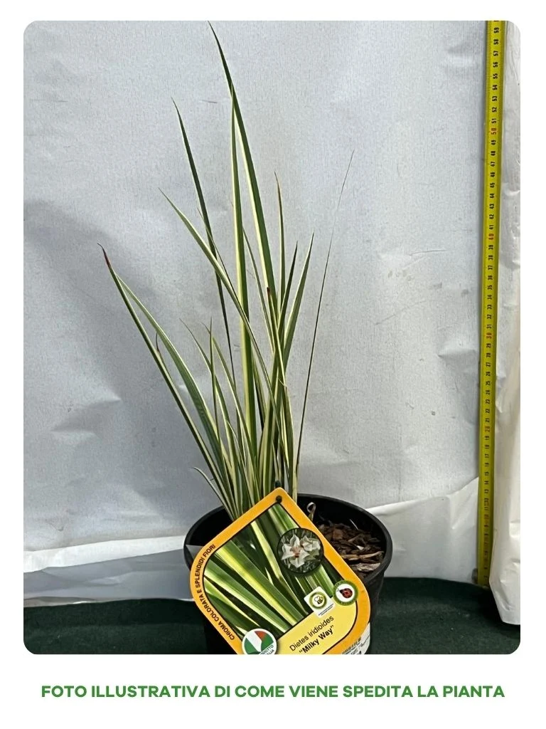 DIETES MILKY WAY VASO 18CM