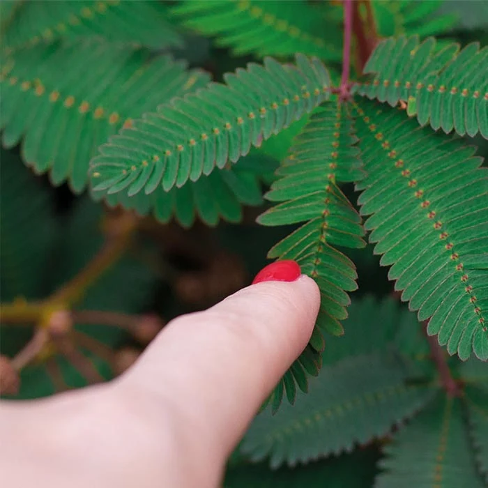 KIT AUTOCOLTIVAZIONE MIMOSA PUDICA