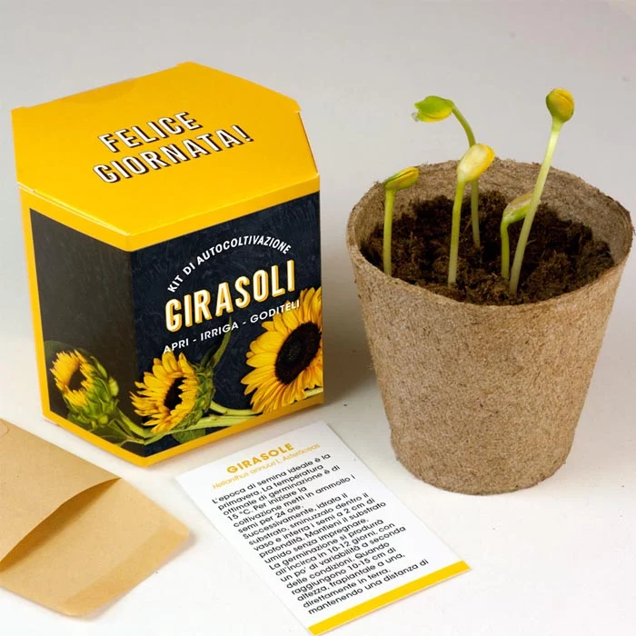 KIT AUTOCOLTIVAZIONE GIRASOLI