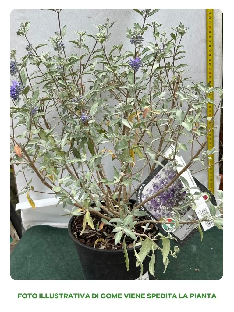 PEROVSKIA ATRIPLICIFOLIA LACEY BLUE SALVIA RUSSA IN VASO 18CM