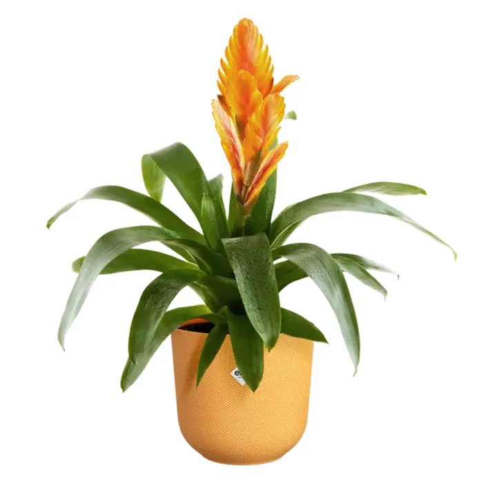 VASO JAZZ ROUND Ø19XH18CM GIALLO AMBRA