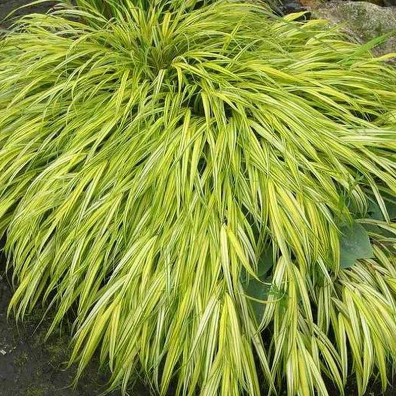 HAKONECHLOA MACRA AUREOLA VASO 18CM