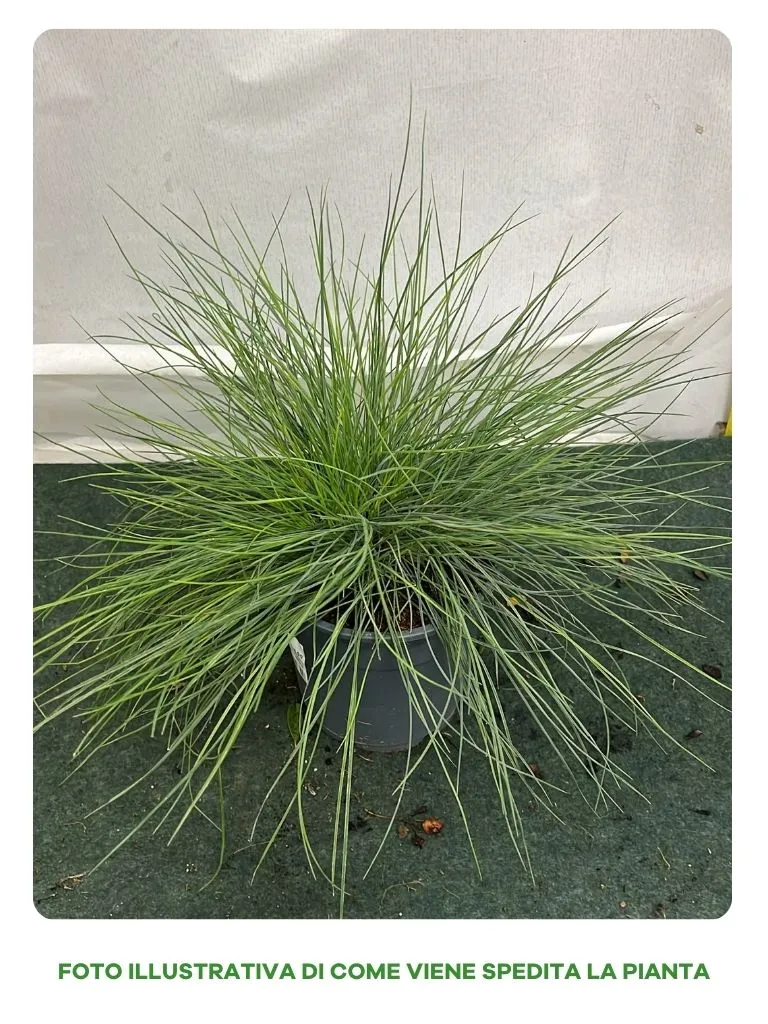 FESTUCA GLAUCANTHA VASO 12CM