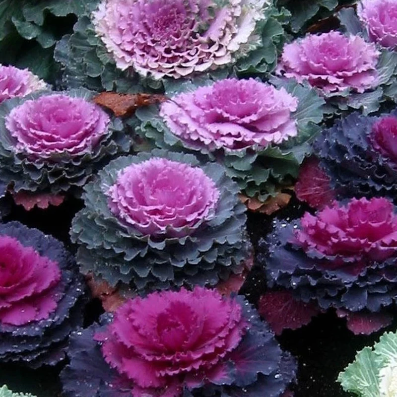 CAVOLO ORNAMENTALE BRASSICA VASO 14CM