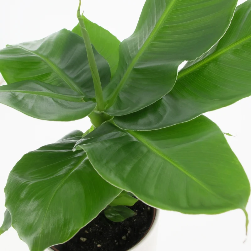 PIANTA MUSA DWARF CAVANDISH, VASO 17CM