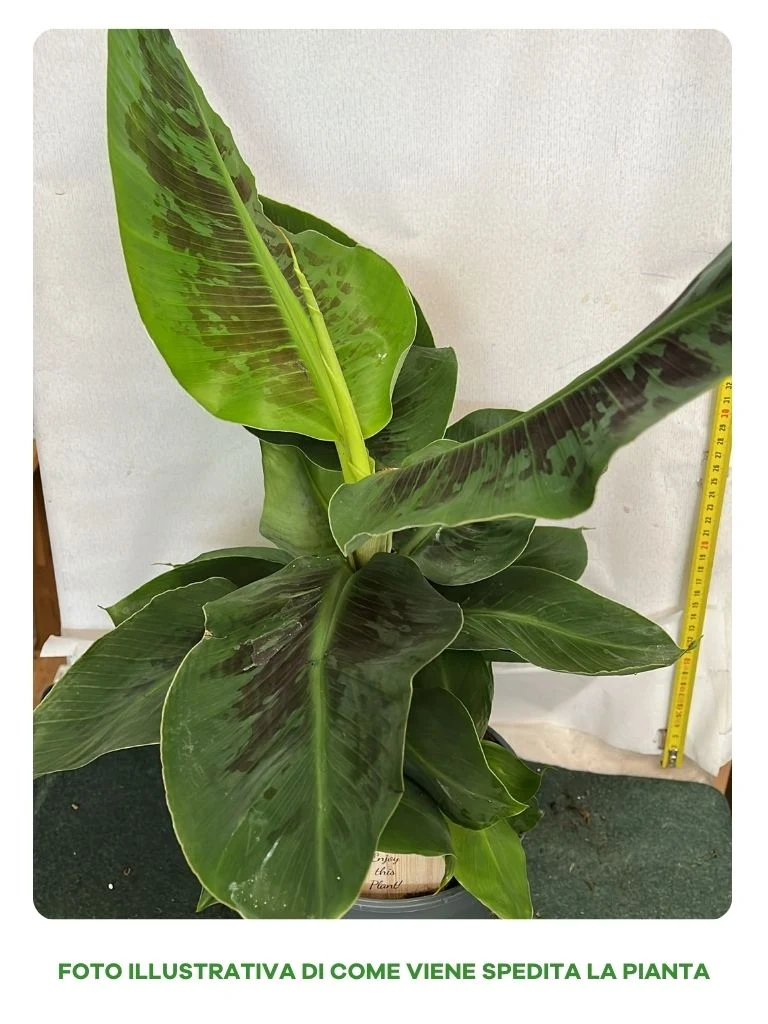 PIANTA MUSA DWARF CAVANDISH, VASO 17CM