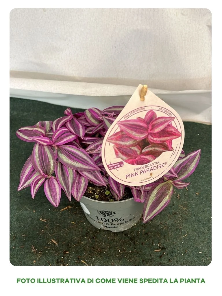 PIANTA TRADES.PINK PARADISE, VASO 12CM