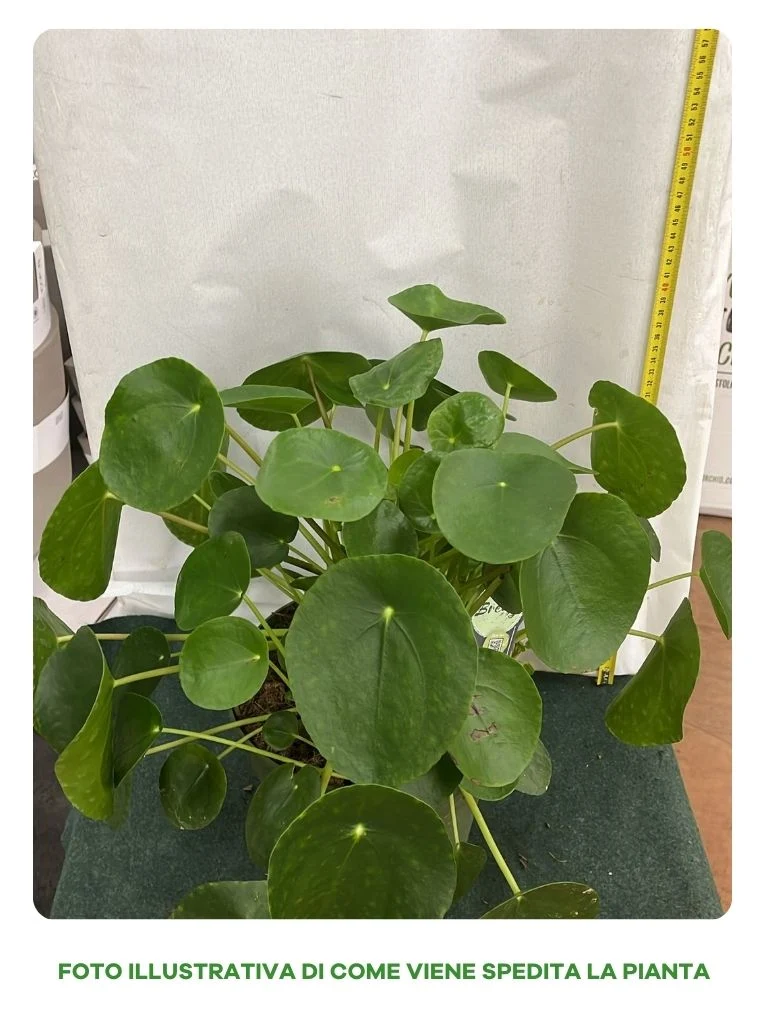 PILEA PEPEROMIOIDES PIANTA DELLE MONETE VASO 21CM
