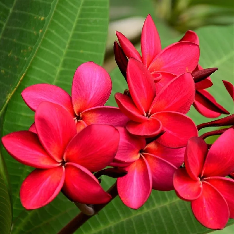 PLUMERIA POMELIA IN VASO 18CM ROSSA RED PACK