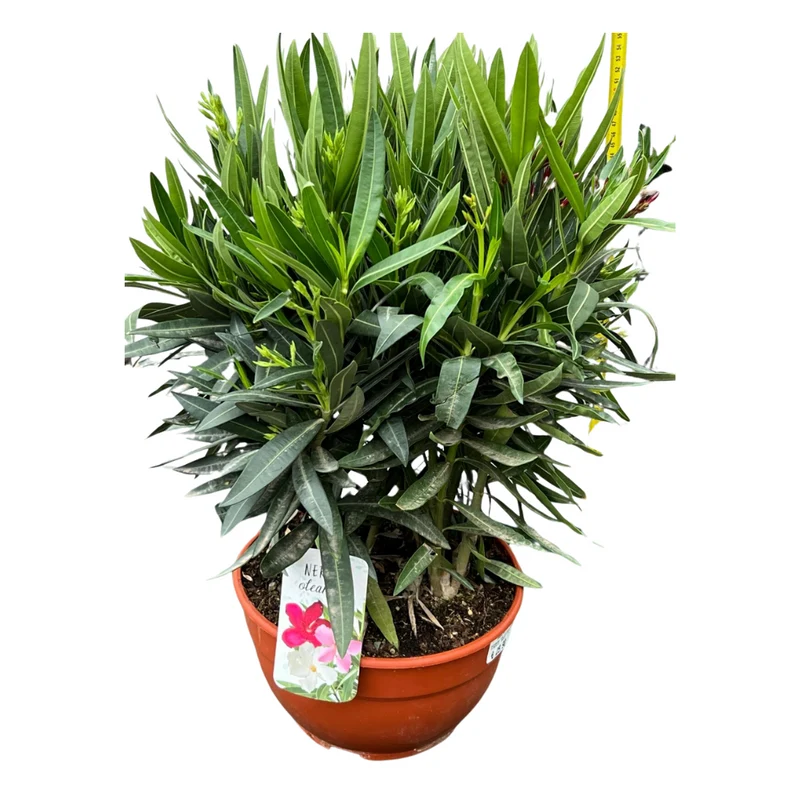 OLEANDRO TRICOLOR VASO 26CM