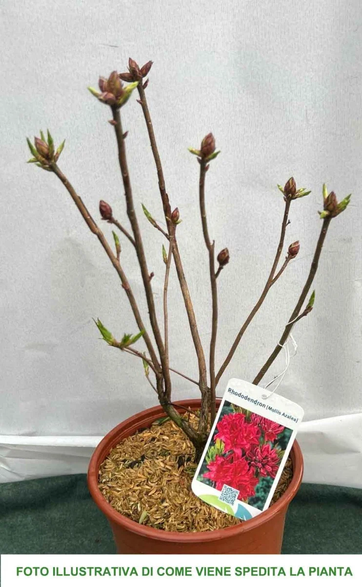 AZALEA MOLLIS ROSSA IN VASO 17CM