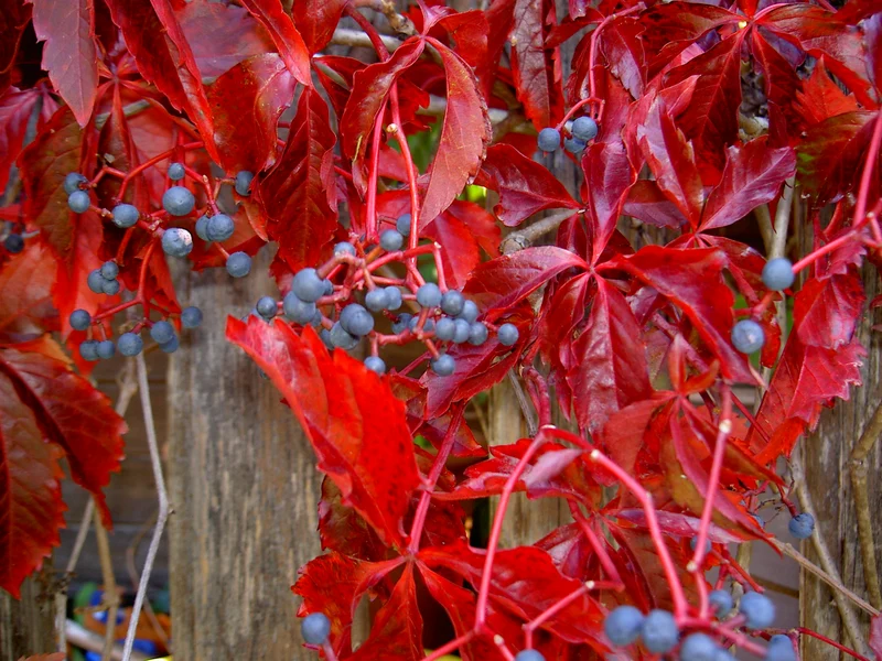 PARTHENOCISSUS QUINQUEFOLIA ENGELMANNII VASO 17CM