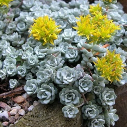 SEDUM SPATHIFOLIUM CAPE BLANCO VASO 13CM