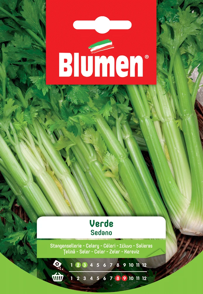 SEMI DI SEDANO VERDE