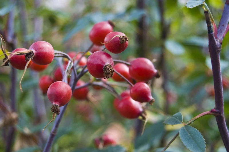 ROSA CANINA IN VASO 15CM
