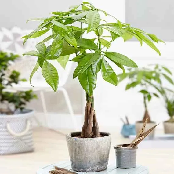 PACHIRA ACQUATICA TRUNK IN VASO 9CM