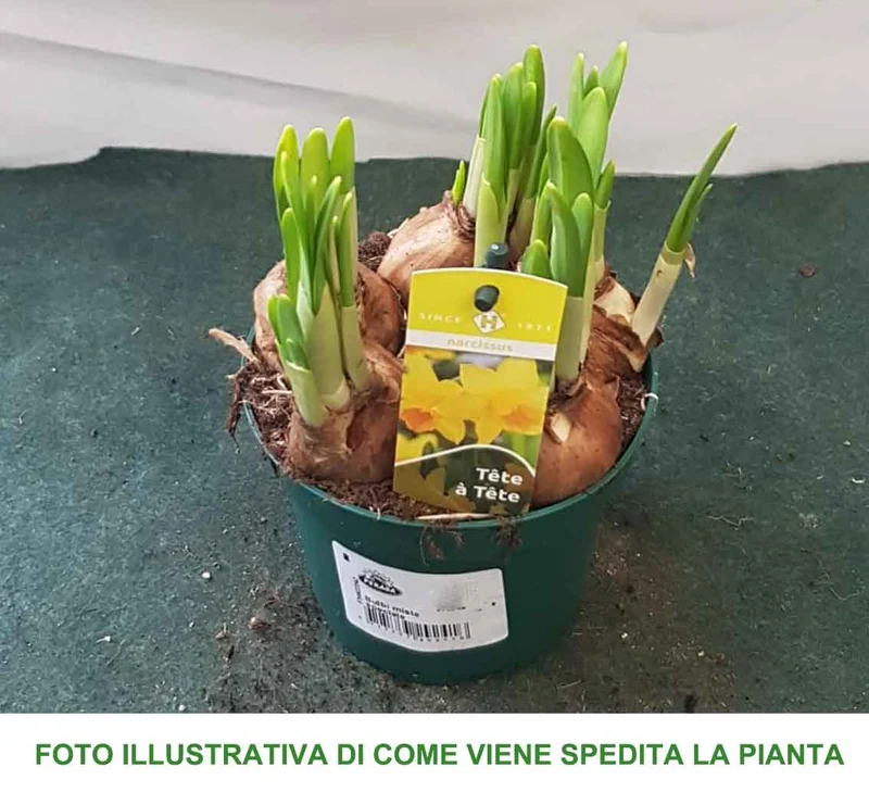 NARCISI TETE A TETE VASO 12CM