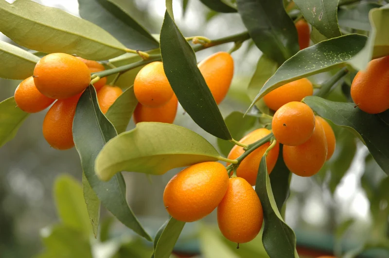 KUMQUAT MARGARITA MANDARINO CINESE IN VASO 18CM