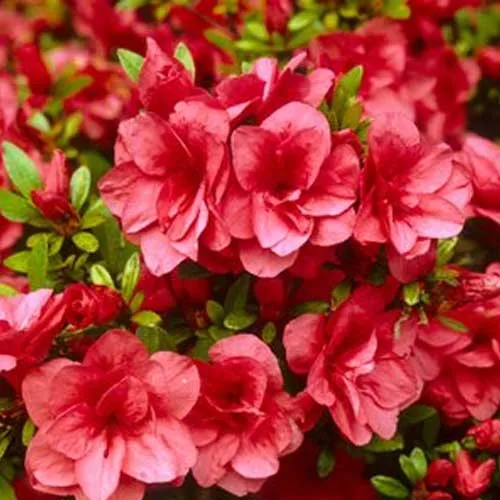 AZALEA JAPONICA BENI KIRISHIMA VASO 15CM
