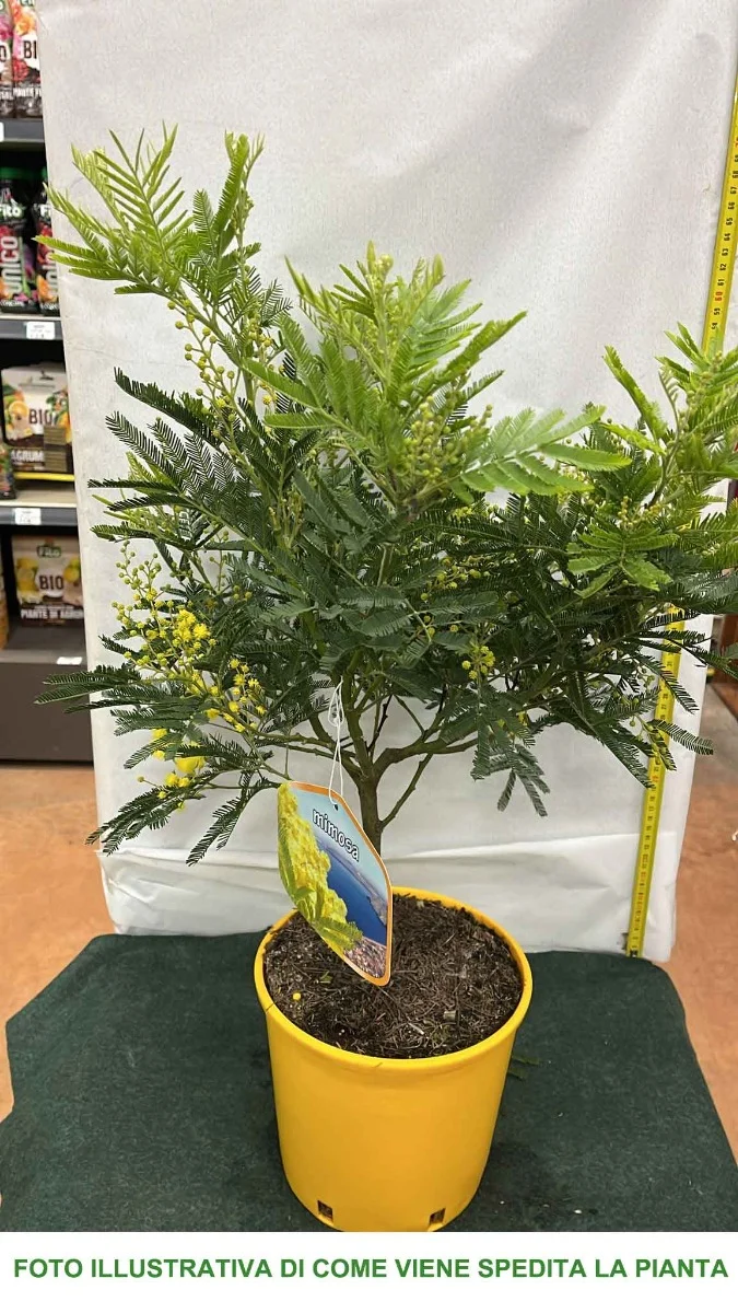 MIMOSA ACACIA DEALBATA IN VASO 18CM H50CM