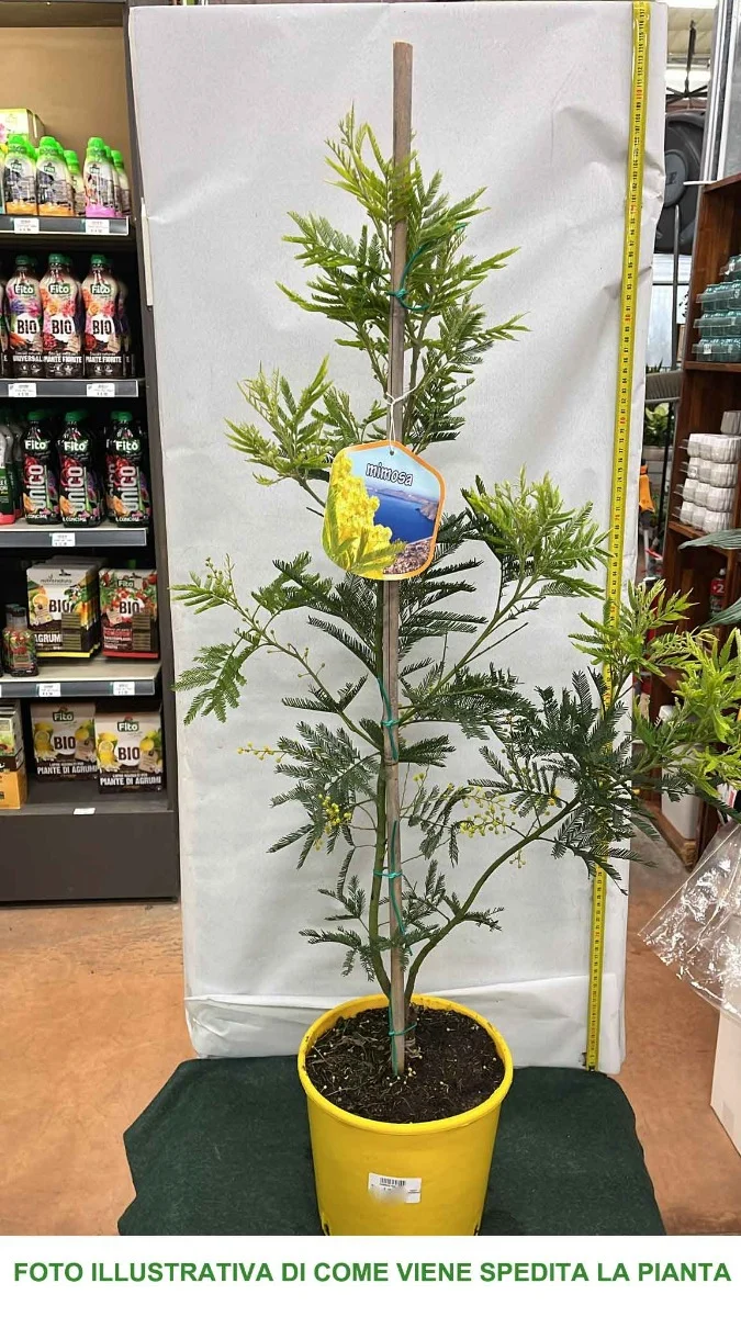 MIMOSA ACACIA DEALBATA IN VASO 20CM H100CM