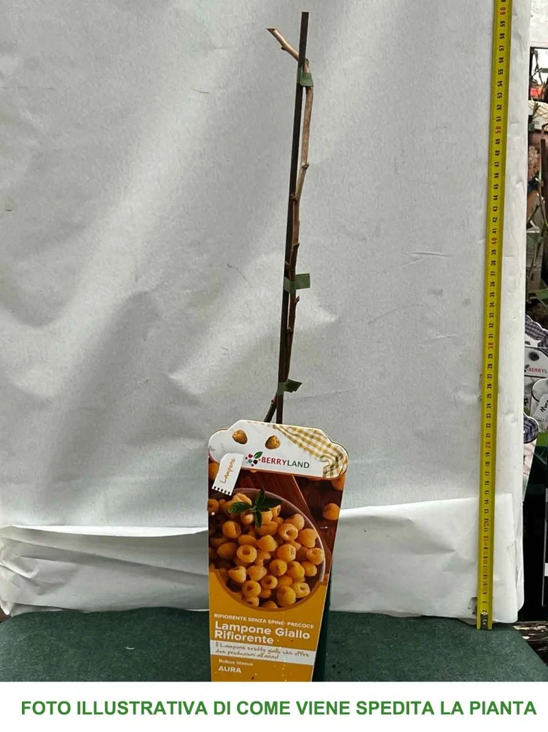LAMPONE GIALLO RIFIORENTE AURA VASO 2 LITRI