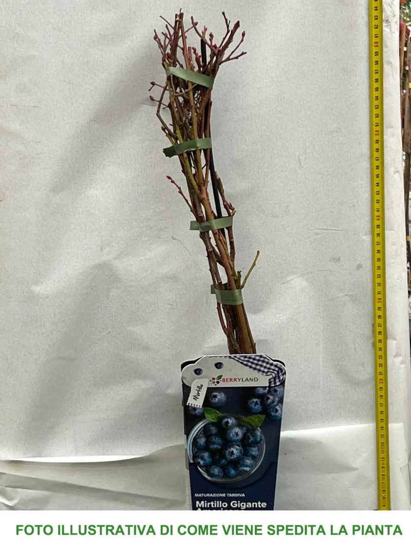 MIRTILLO GIGANTE AMERICANO BLUECROP (1 PIANTA)