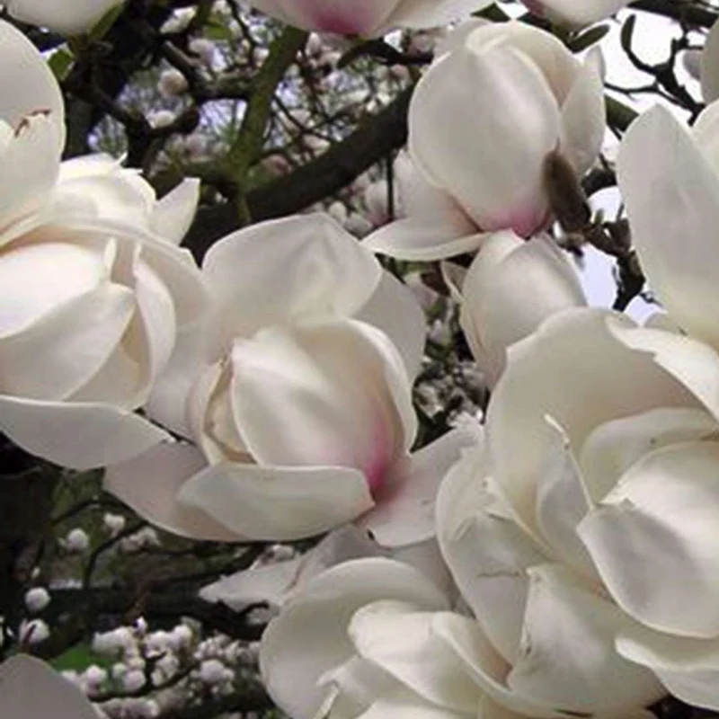 MAGNOLIA STELLATA MANCHU FAN VASO 24CM