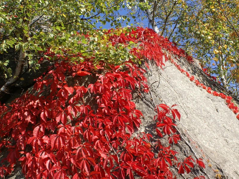 PARTHENOCISSUS QUINQUEFOLIA VASO 18CM