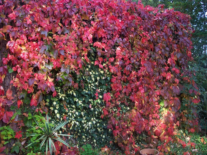 PARTHENOCISSUS QUINQUEFOLIA VASO 18CM