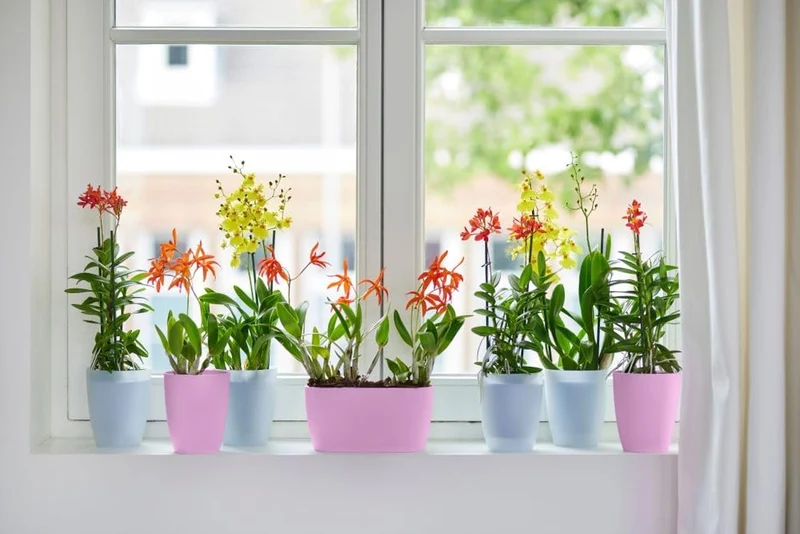 FIORIERA PER ORCHIDEE BRUSSELS ORCHID DUO 25CM VIVID VIOLET