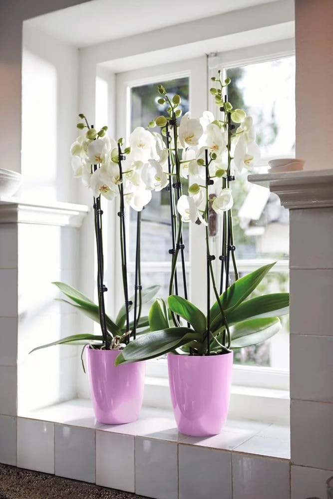 VASO BRUSSELS DIAMOND ORCHID HIGH 12,5CM VIVID VIOLET