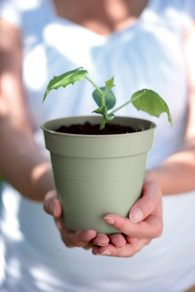 VASO GREEN BASICS GROWPOT 15CM VERDE PIETRA