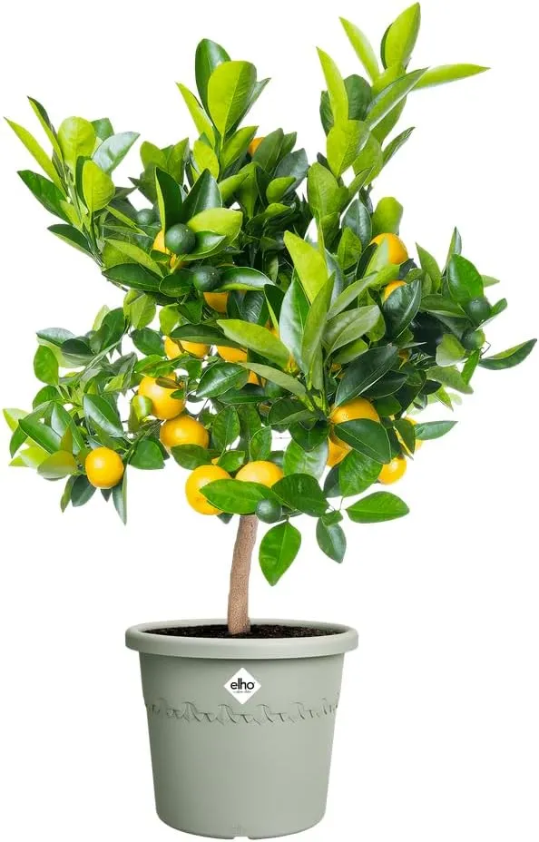 VASO ALGARVE CILINDRO 58CM VERDE TIMO