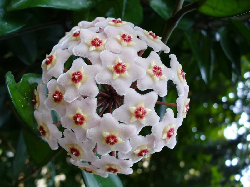 HOYA CARNOSA COMPACTA FIORE DI CERA VASO 6CM