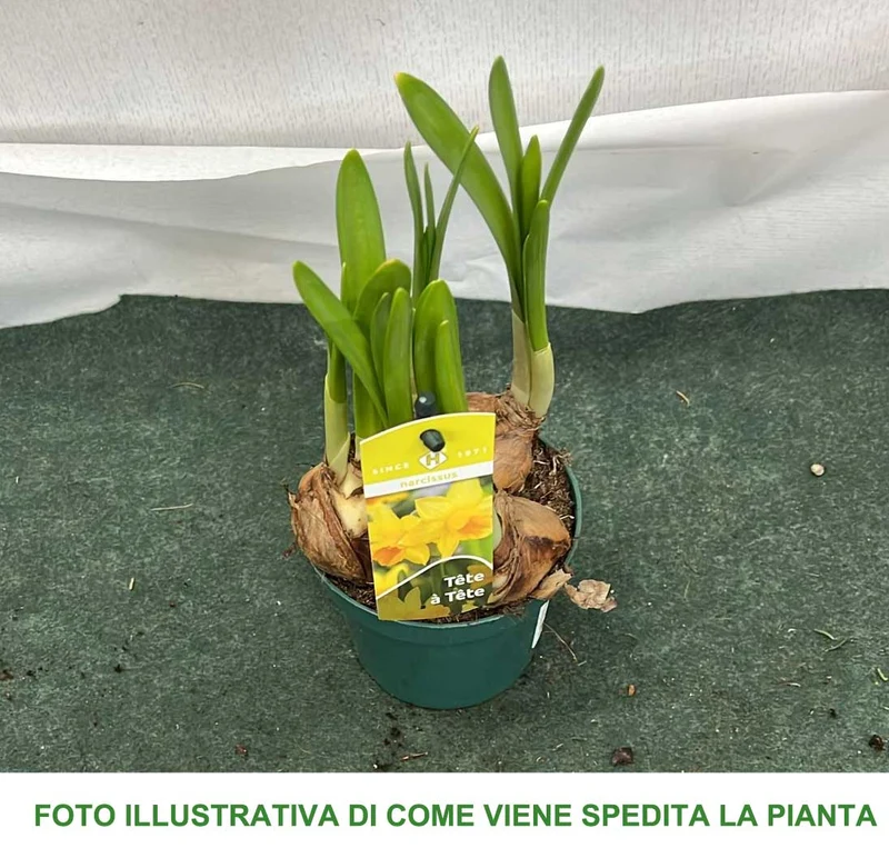 NARCISI TETE A TETE VASO 9CM