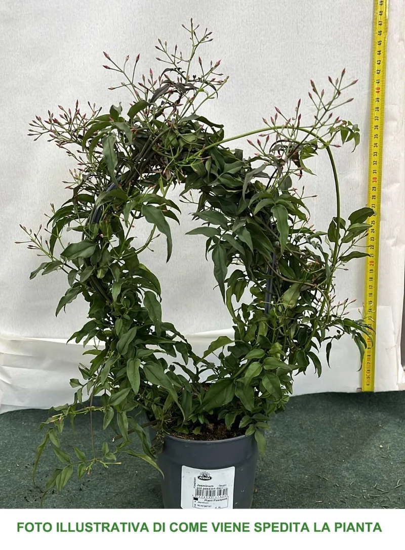 JASMINUM POLYANTHUM PASSION DARK PINK GELSOMINO VASO 12CM