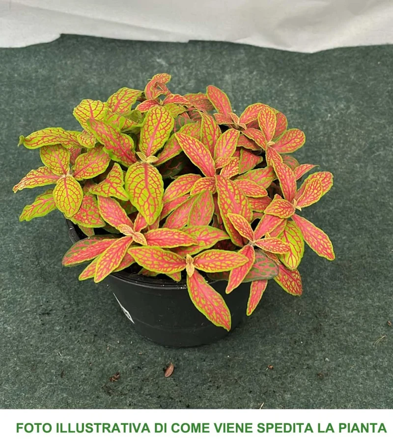 FITTONIA COLORI ASSORTITI VASO 12CM