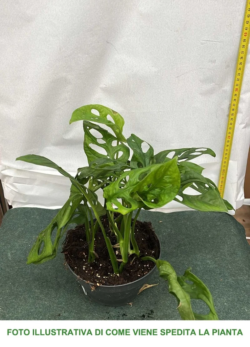 MONSTERA ADANSONII VASO 17CM