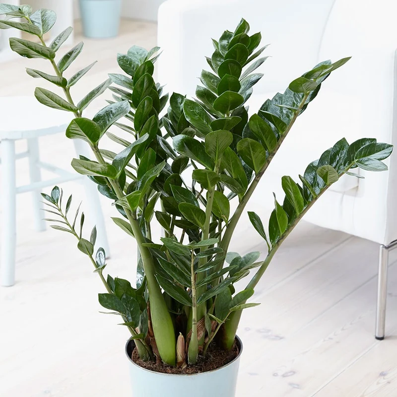 ZAMIOCULCAS IN VASO 12CM