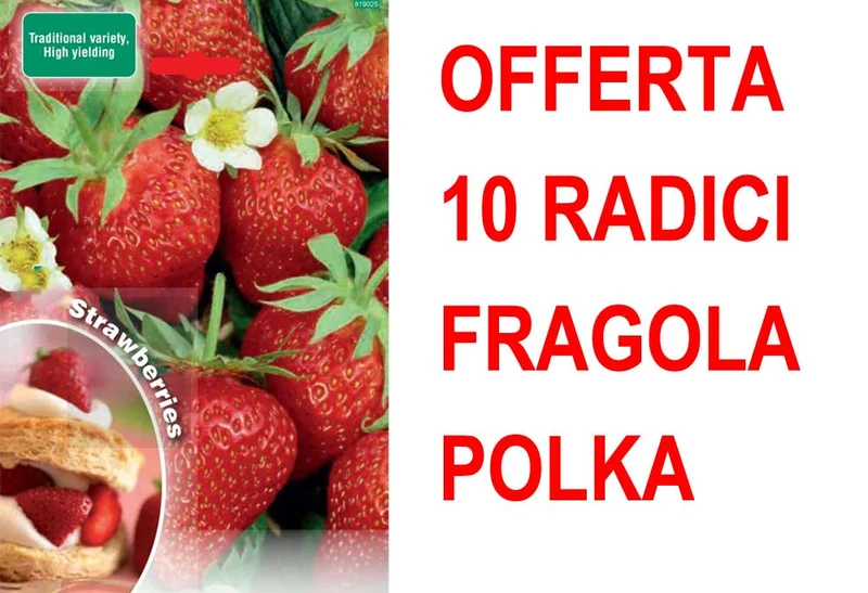 OFFERTA FRAGOLA POLKA 10 PIANTE A RADICE NUDA