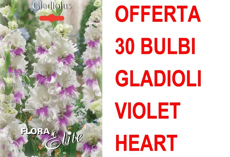 OFFERTA 30 BULBI GLADIOLO A FIORI GRANDI VIOLET HEART