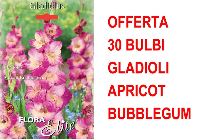 OFFERTA 30 BULBI GLADIOLO A FIORI GRANDI APRICOT BUBBLEGUM
