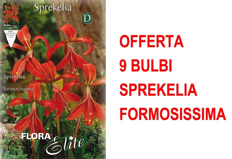 OFFERTA 9 BULBI SPREKELIA FORMOSISSIMA GIGLIO DEGLI ATZECHI