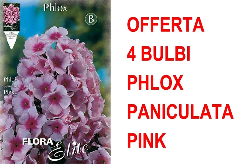 OFFERTA 4 BULBI PHLOX ROSA