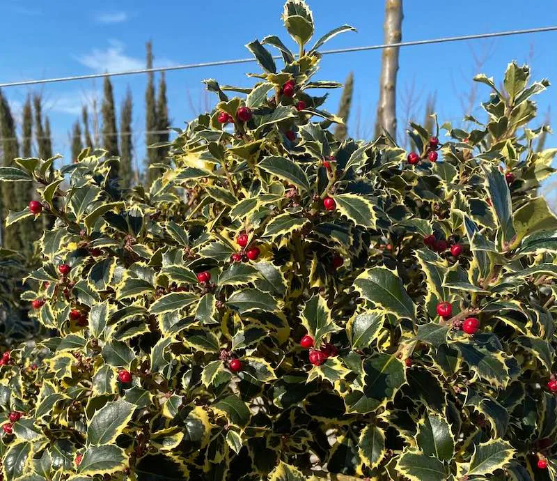 ILEX AGRIFOGLIO AQUIFOLIUM VARIEGATO VASO 24CM