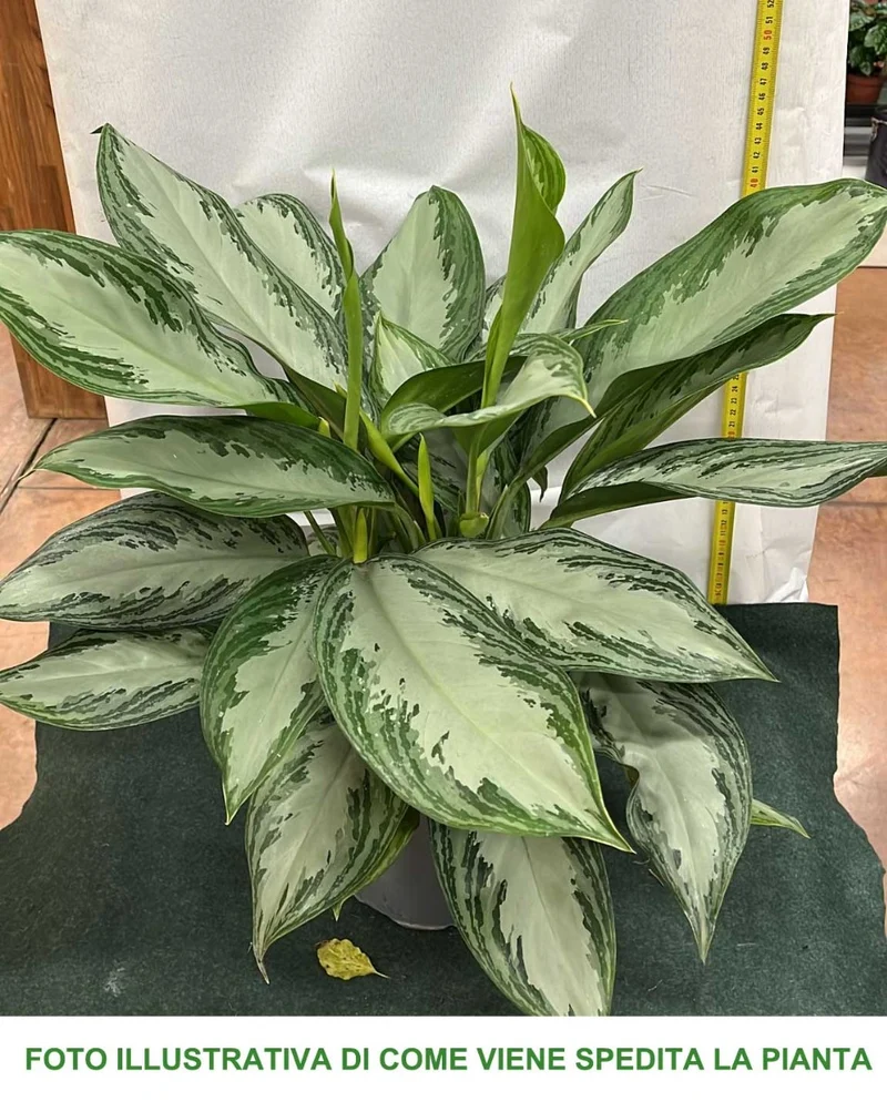 AGLAONEMA SILVER BAY VASO 17CM